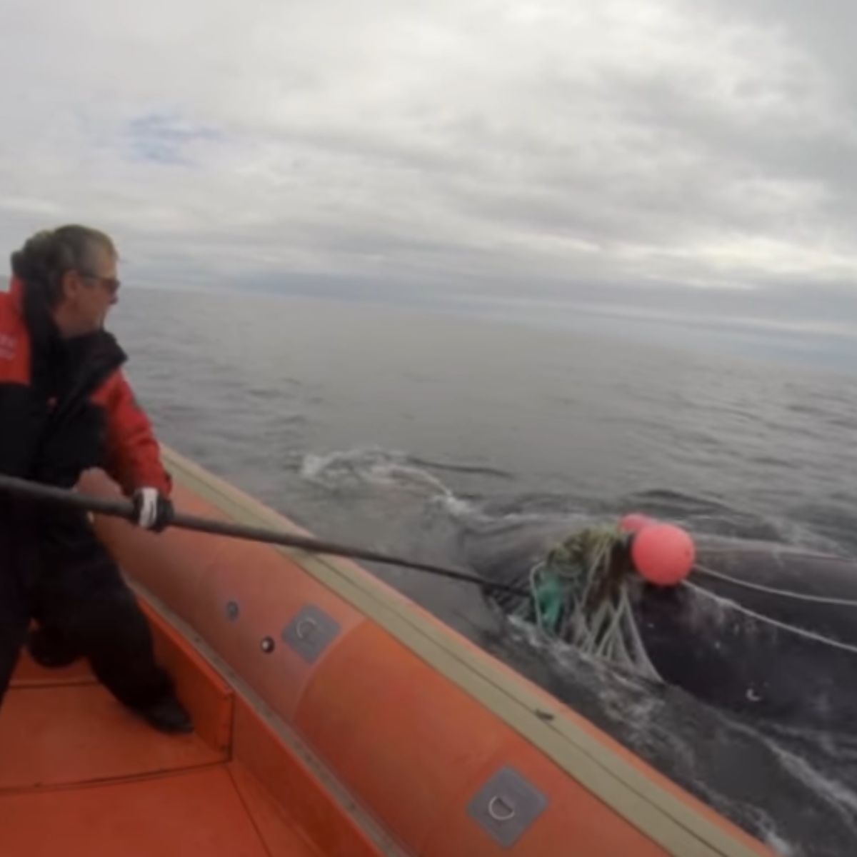 a man helping the whale