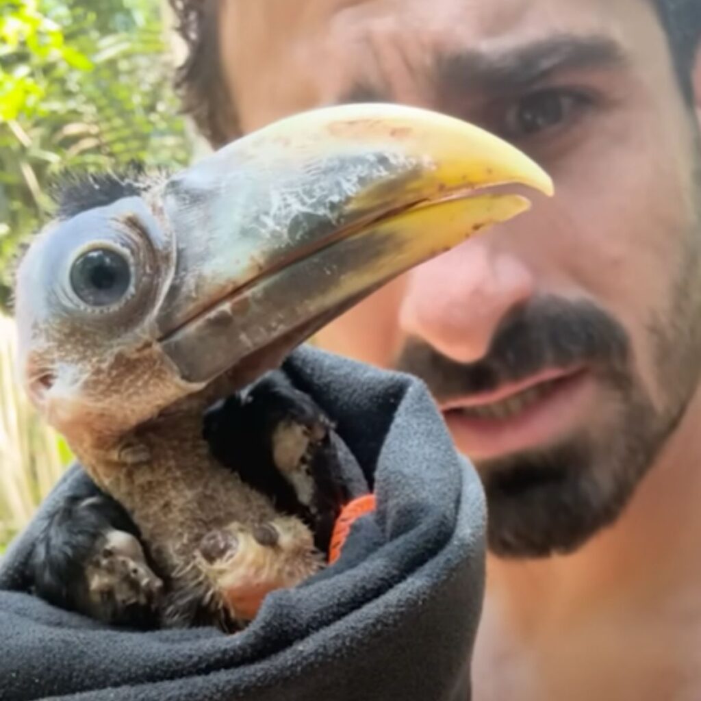 a man holds a baby toucan in his hand