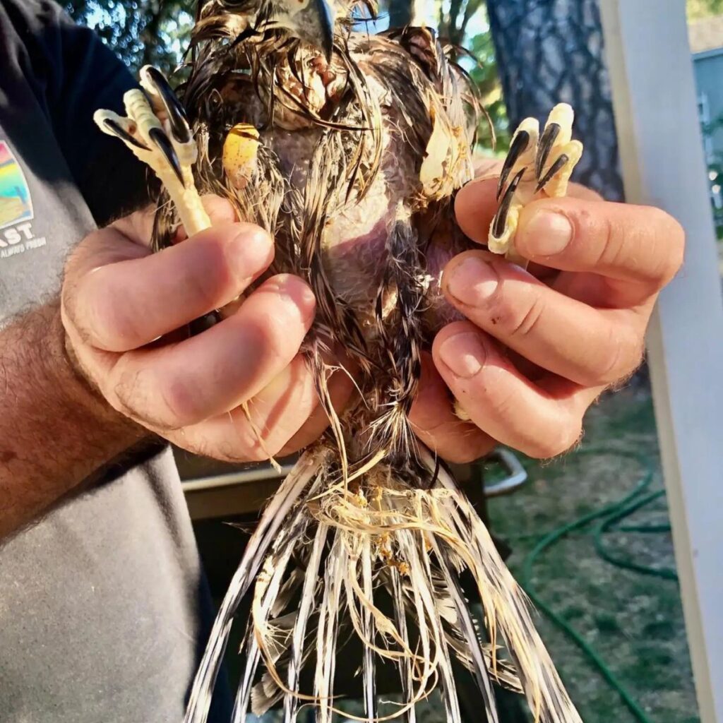 a man holds a bird in his hands