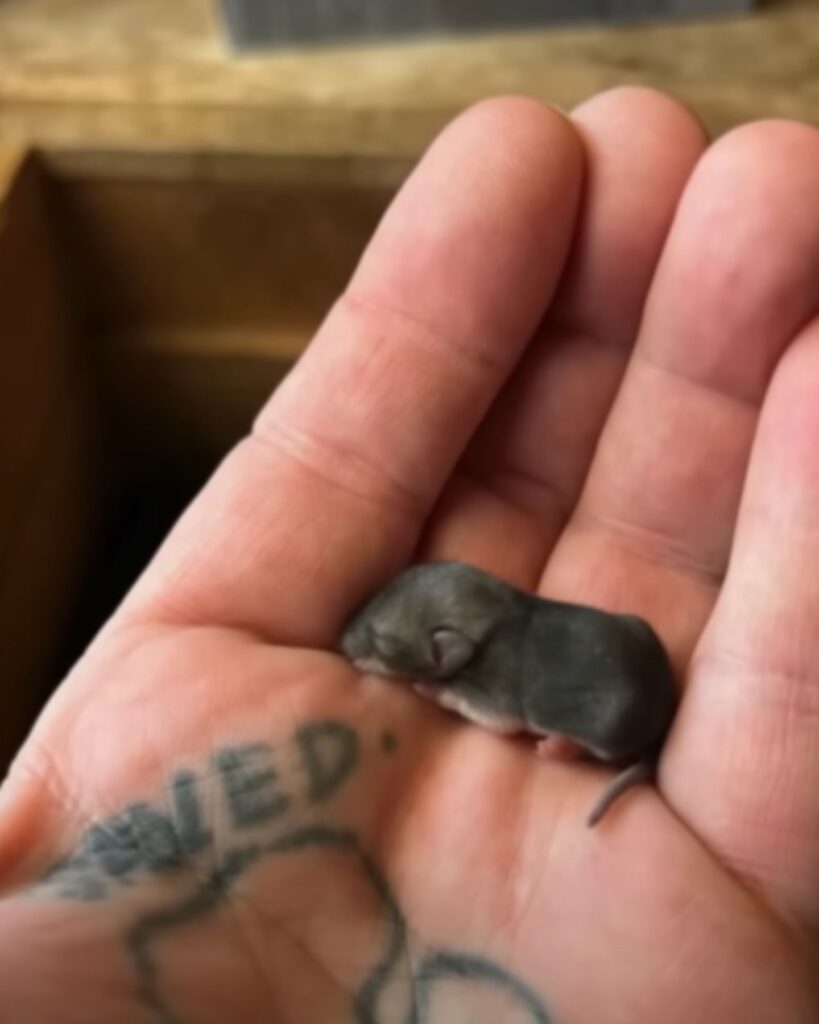 a man holds the smallest animal in his hand