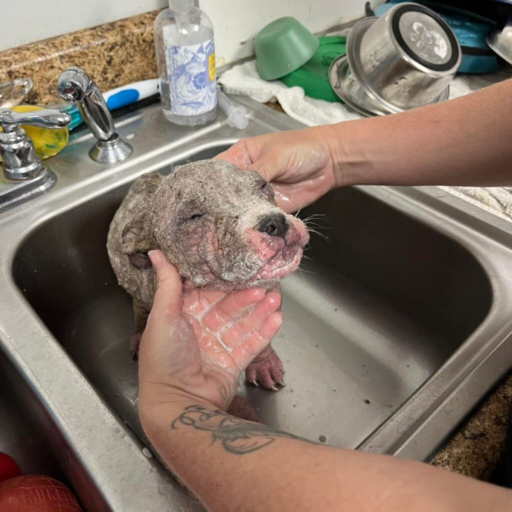 a man washes a puppy in the sink