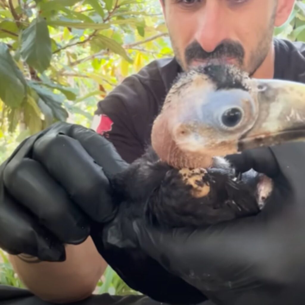 a man with gloves cleans a toucan