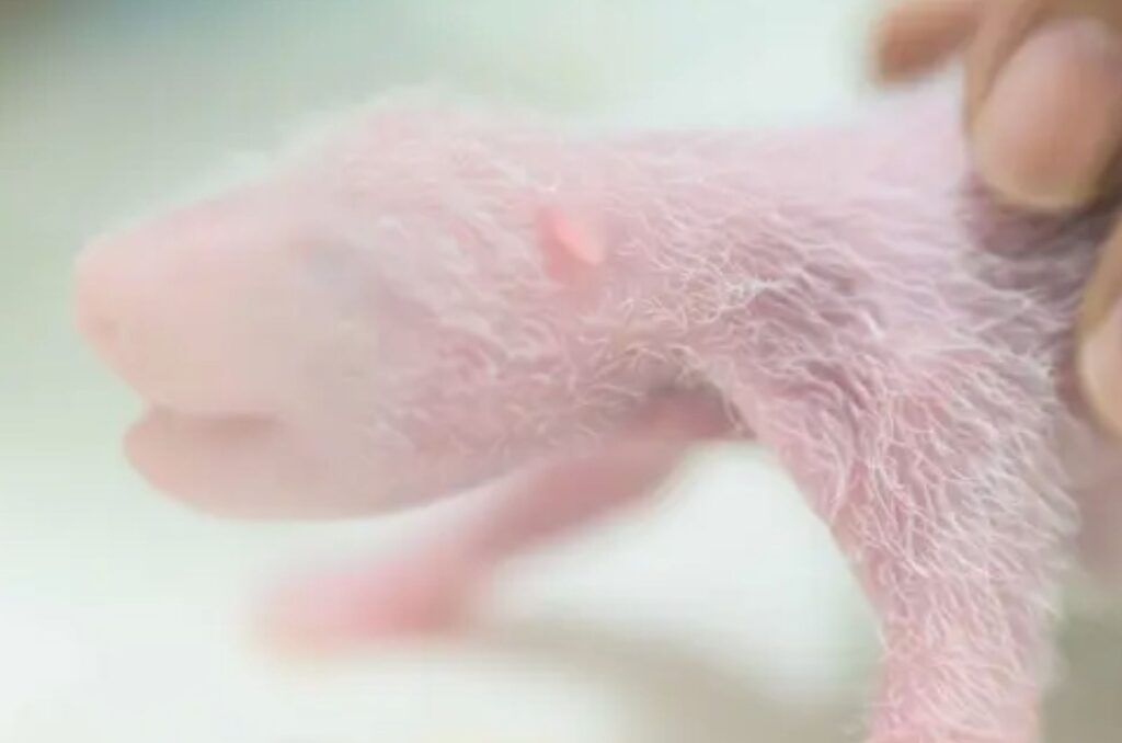 a paw from a frozen fur seal