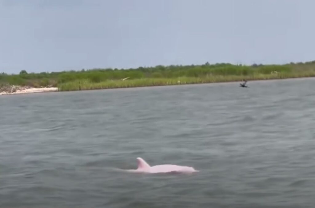 a pinkish dolphin slightly peeks out of the water