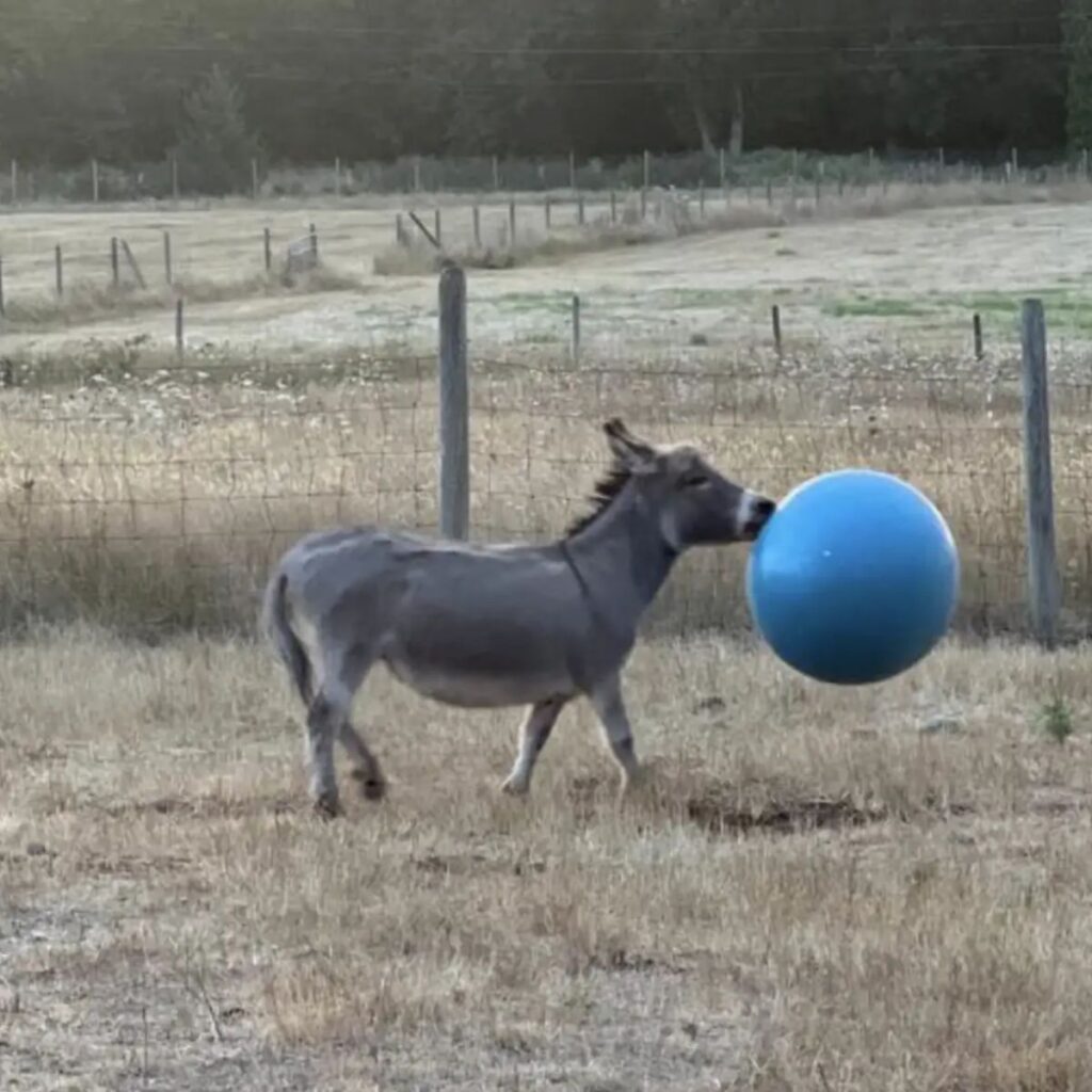 a playful donkey with a blue ball