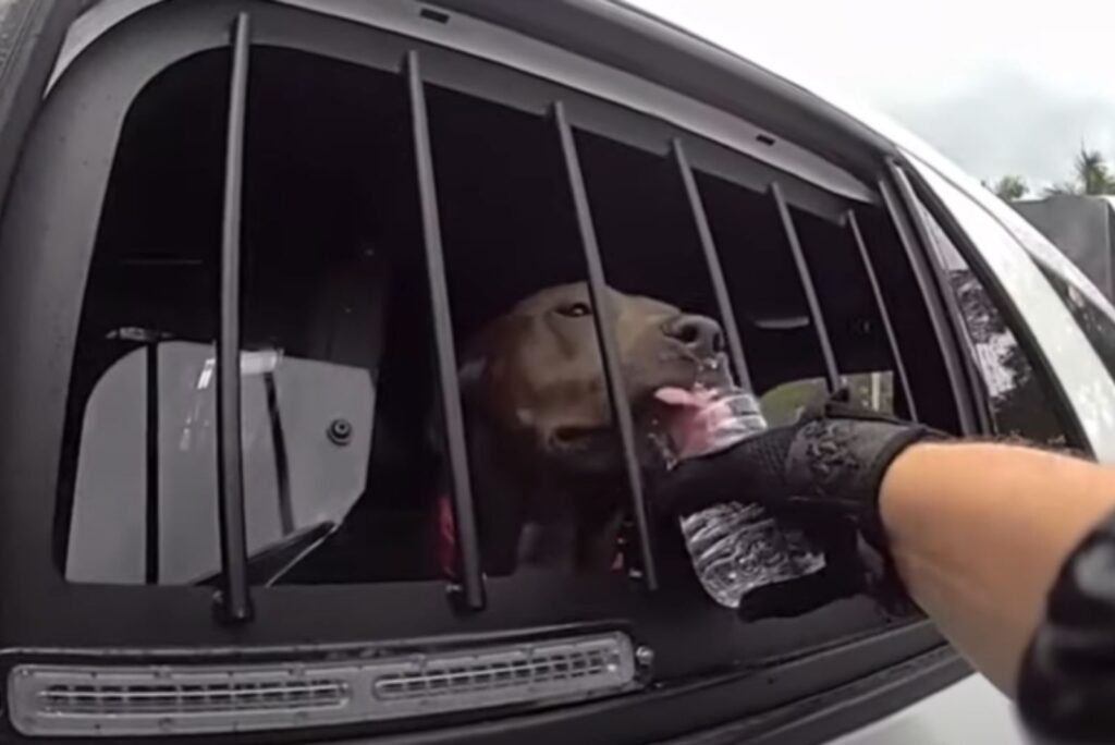 a policeman gives water to a rescued dog