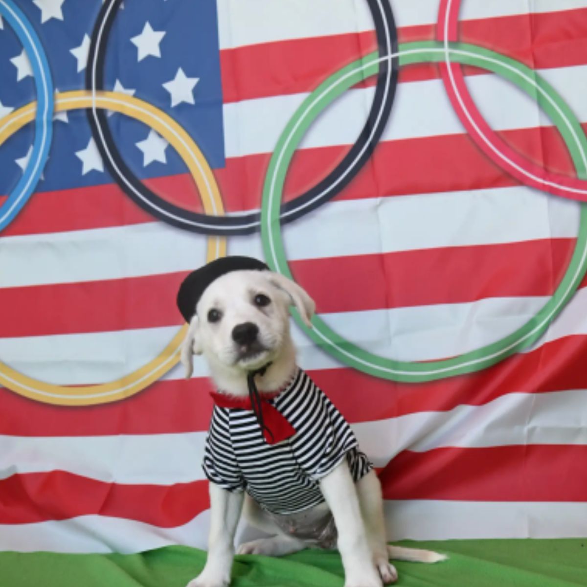 a sailor dog with an olympic flag