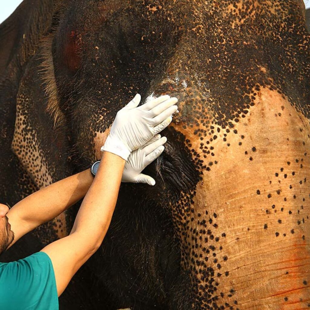 a vet examines a blind elephant