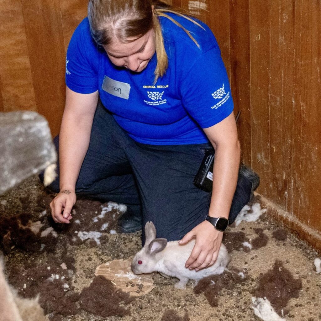 a woman caresses a white rabbit