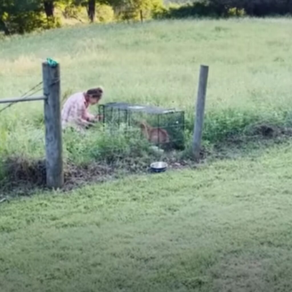 a woman found a dog in a field locked in a cage