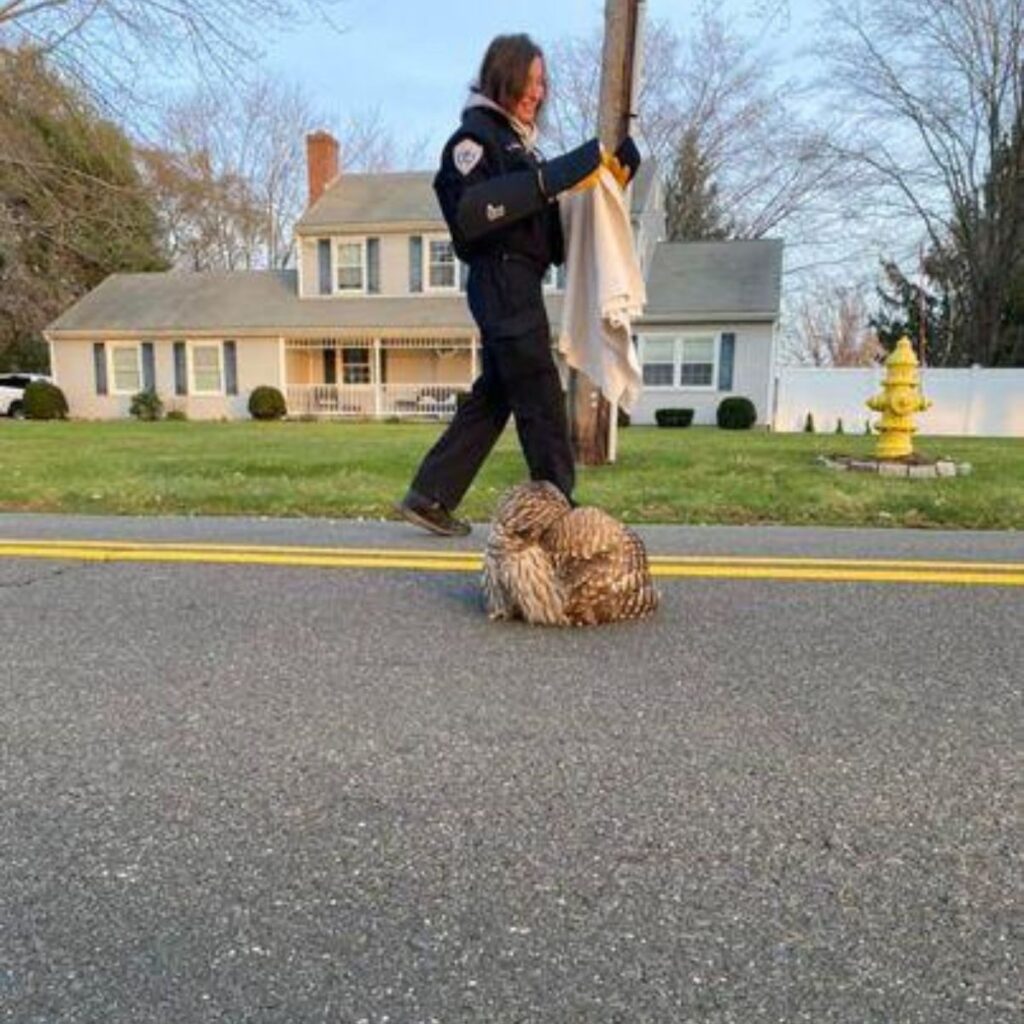 a woman helps an injured owl