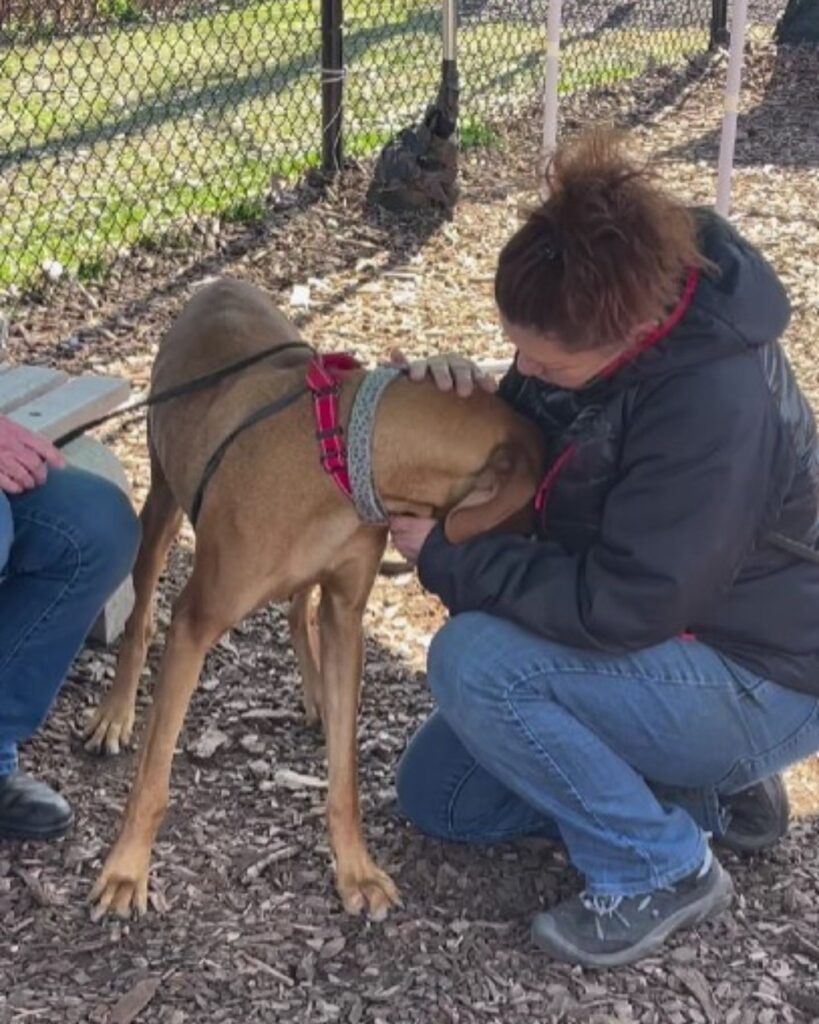 a woman petting a dog on a leash