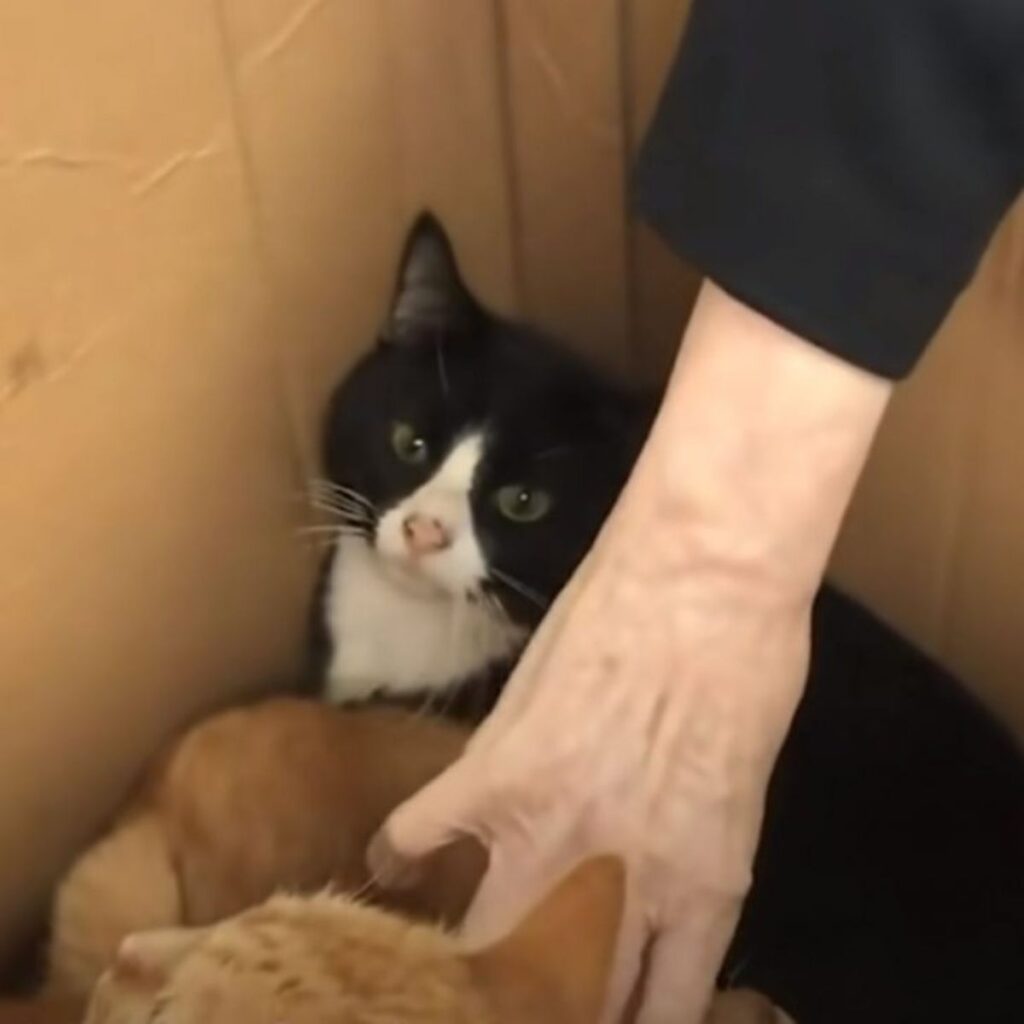 a woman petting cats in a box