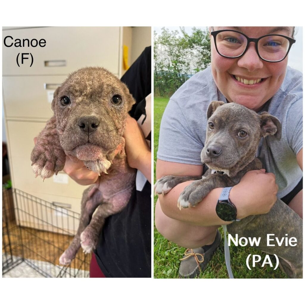 a woman takes a picture of a dog before and after