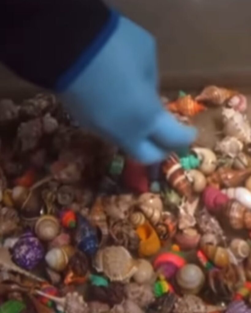 a woman touches hermit crabs with her hands