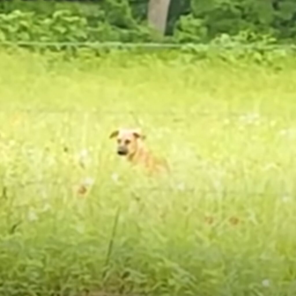 abandoned dog in the meadow