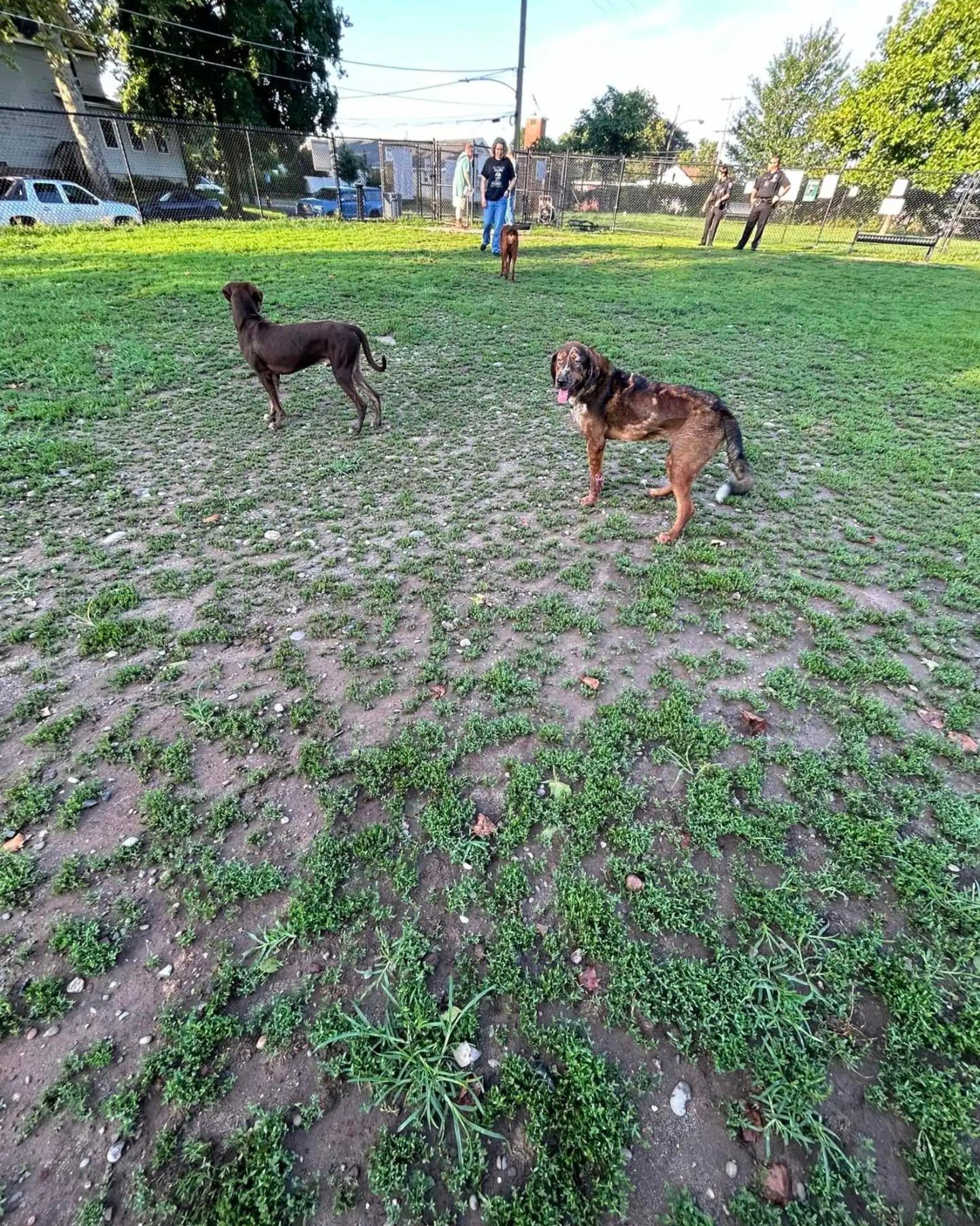 abandoned puppies