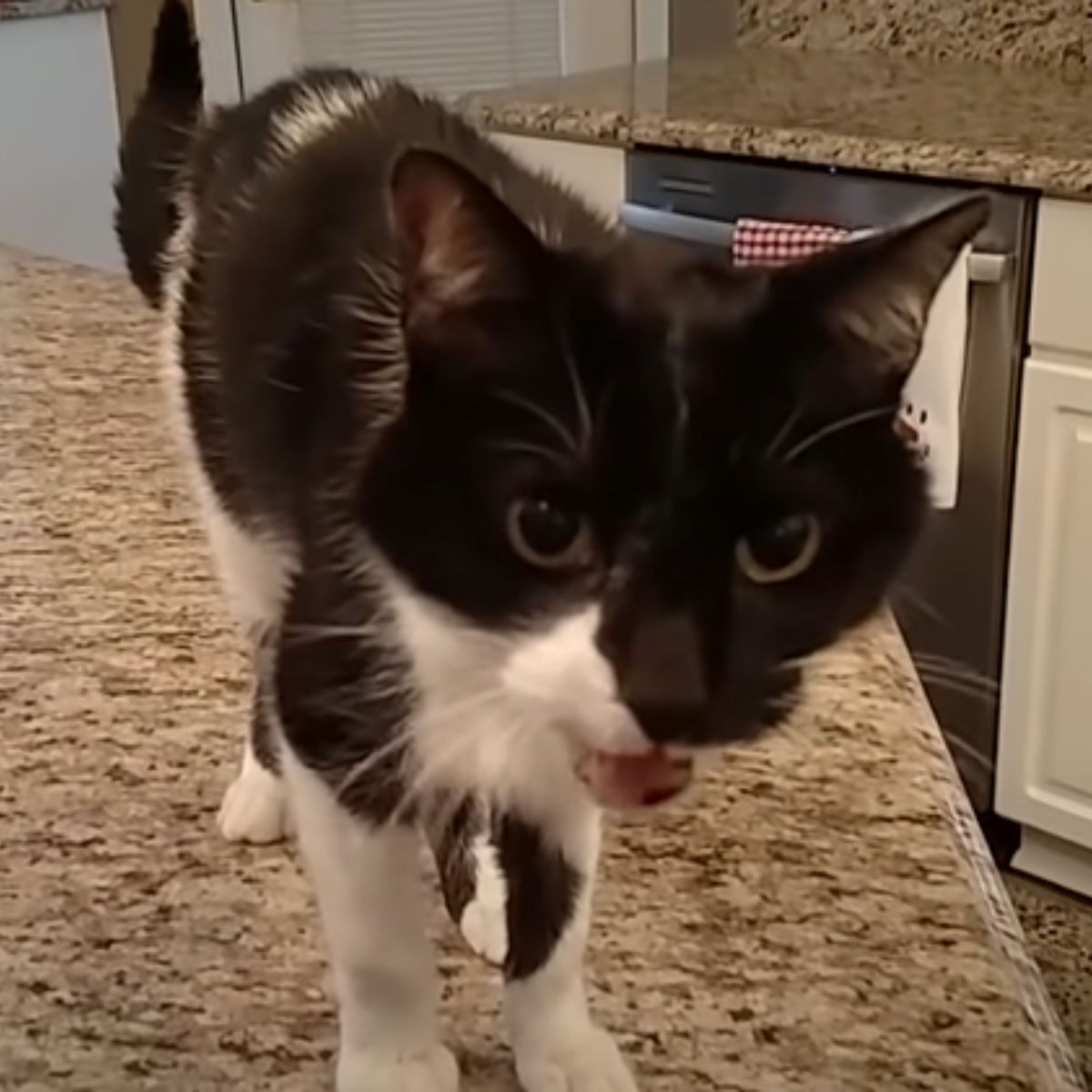 adorable black and white cat