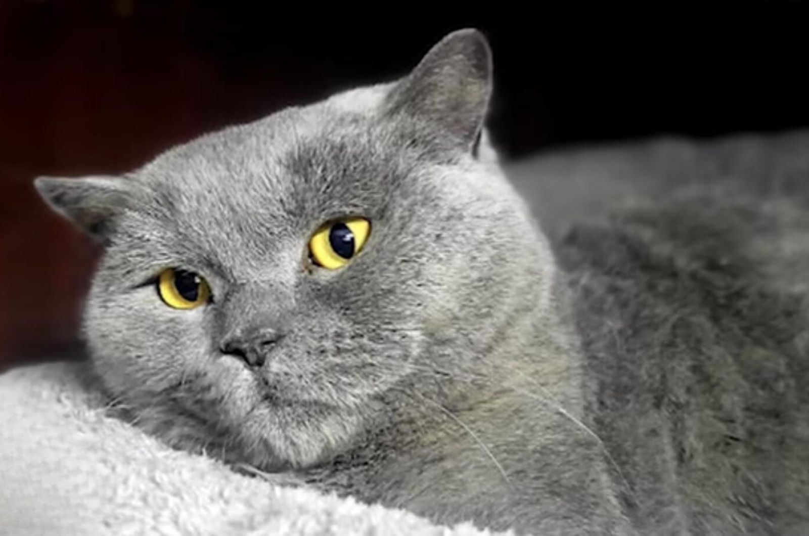 adorable gray cat