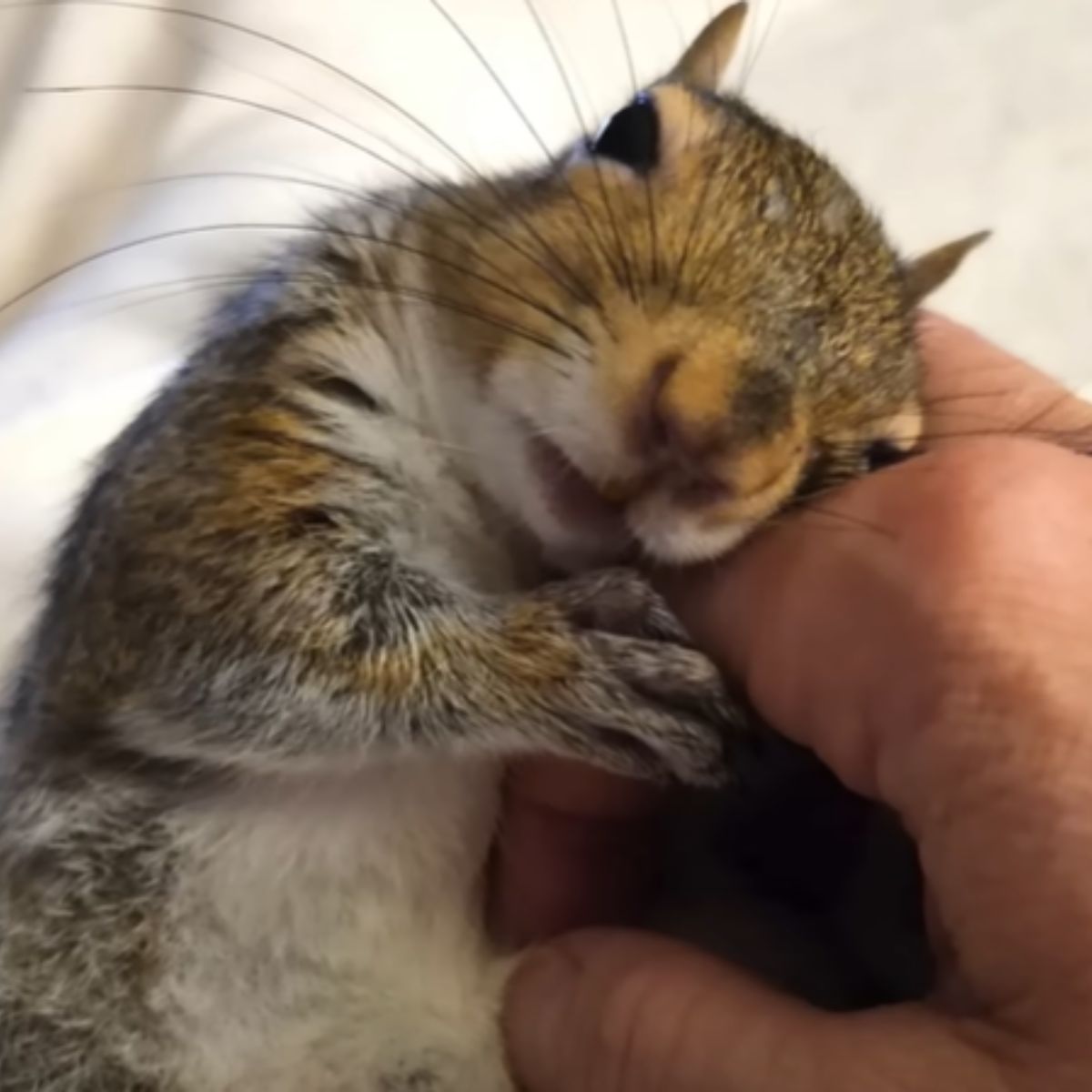 adorable squirrel on human hand