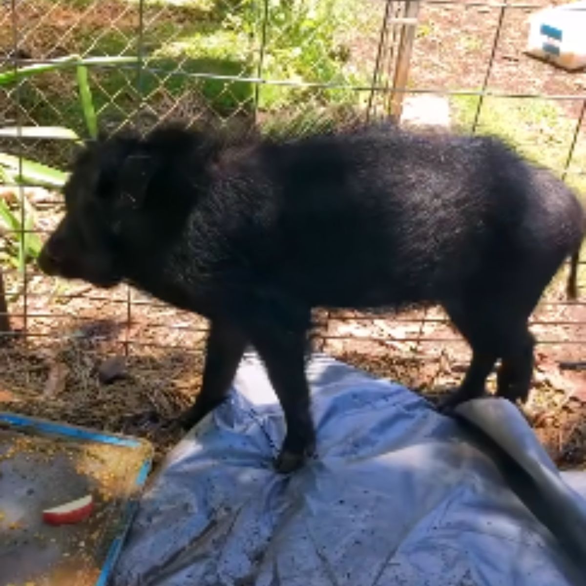 adult black boar