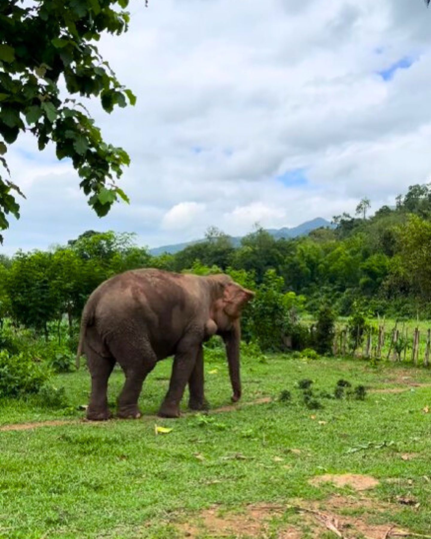 adult elephant walking away