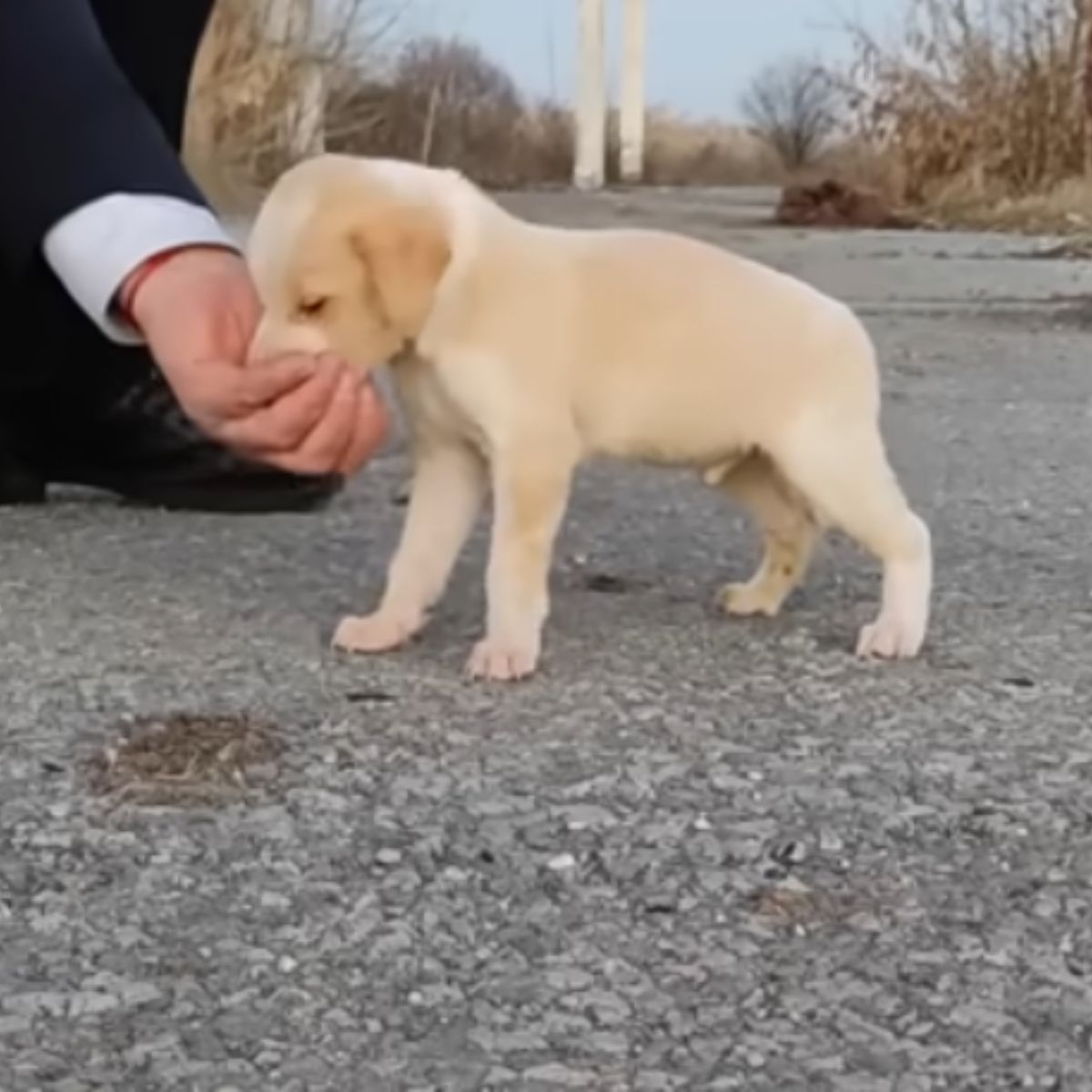 adult man and puppy