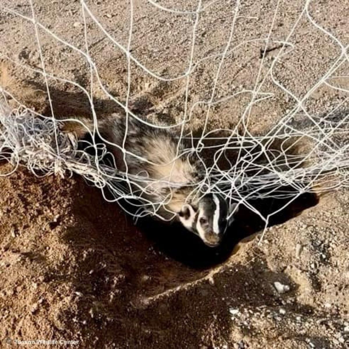 american badger