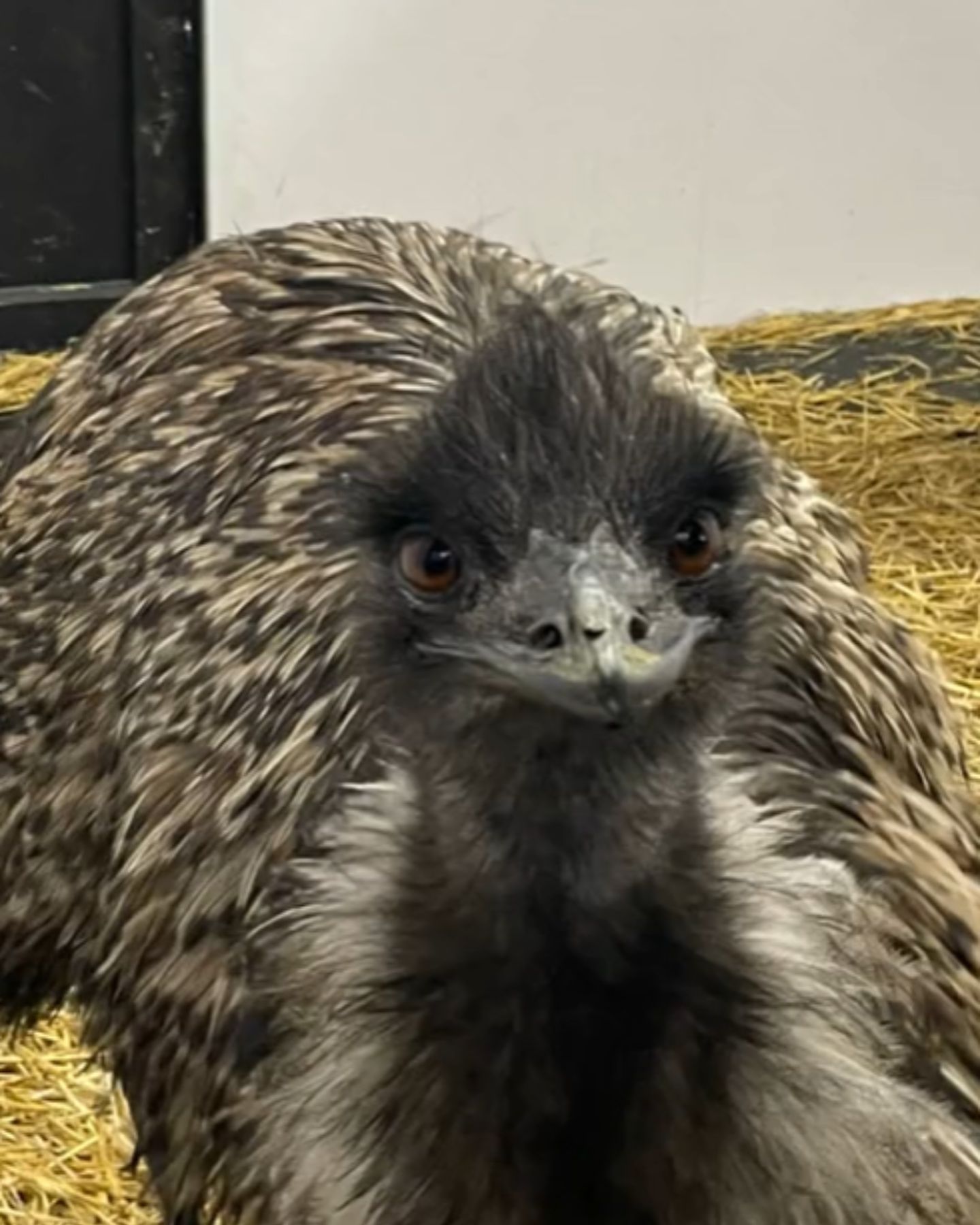 an emu