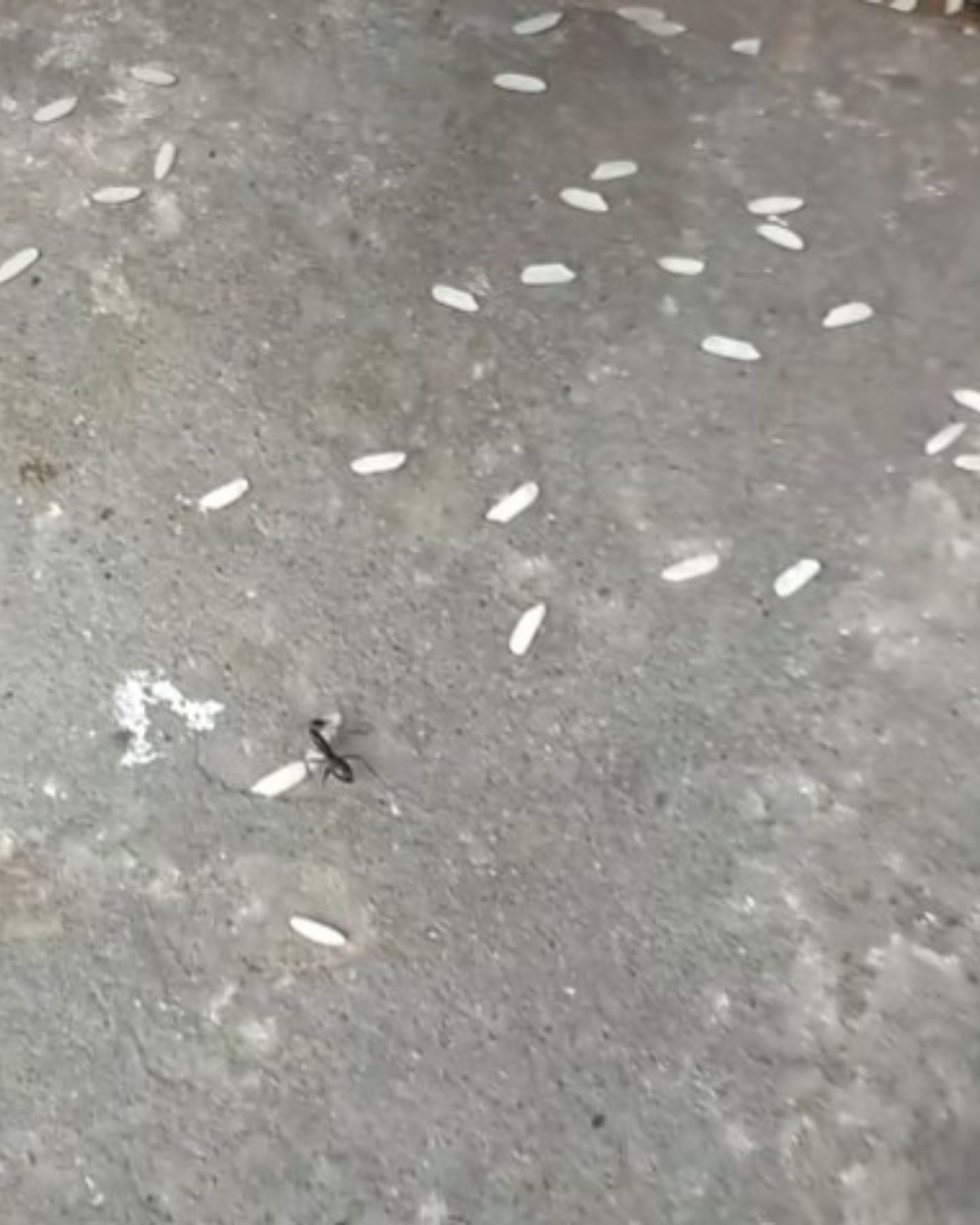 ant on the floor