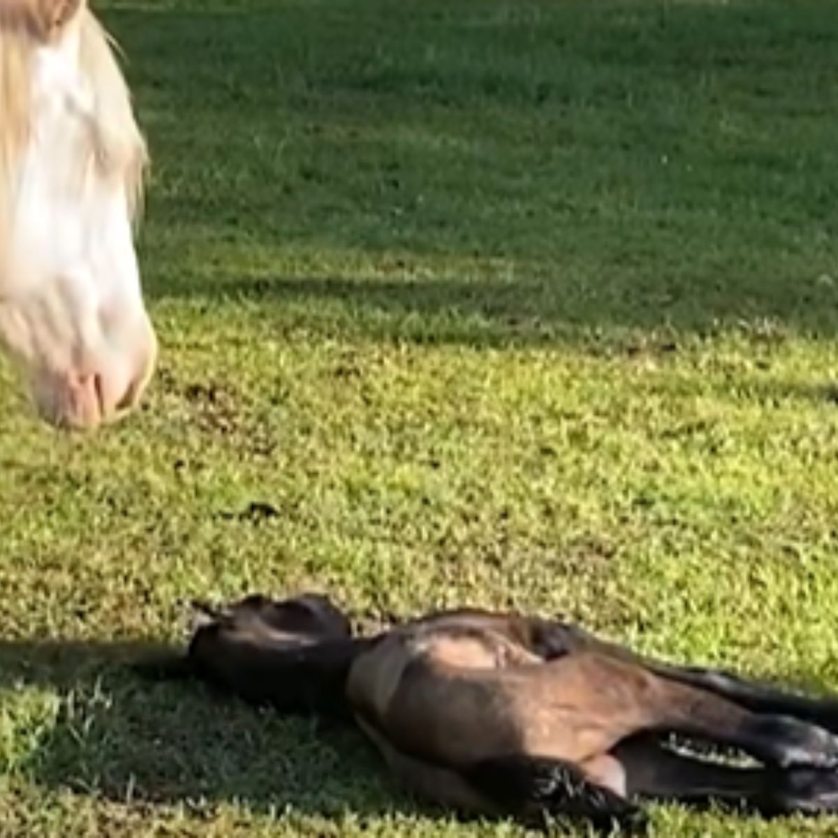 baby foal lying on the grass