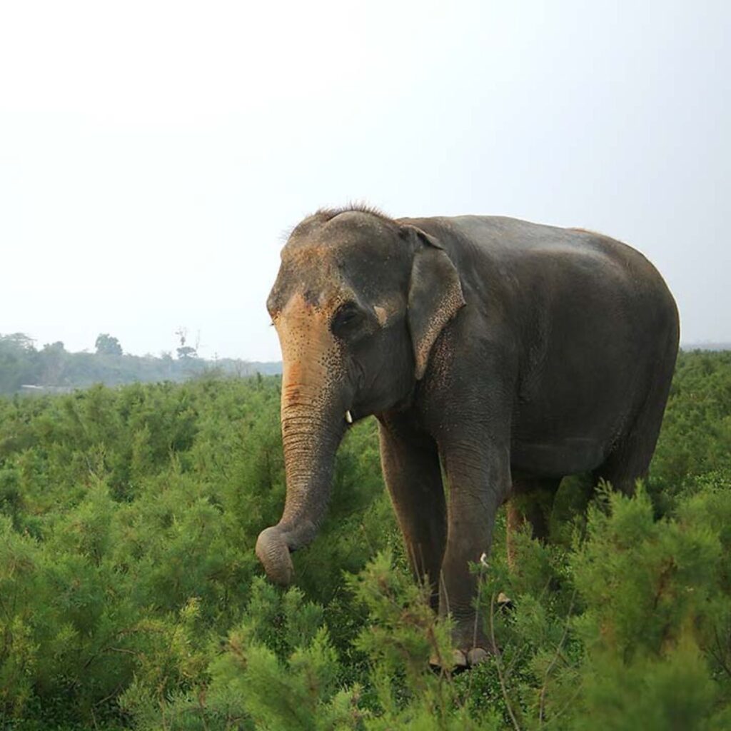 beautiful blind elephant in the meadow