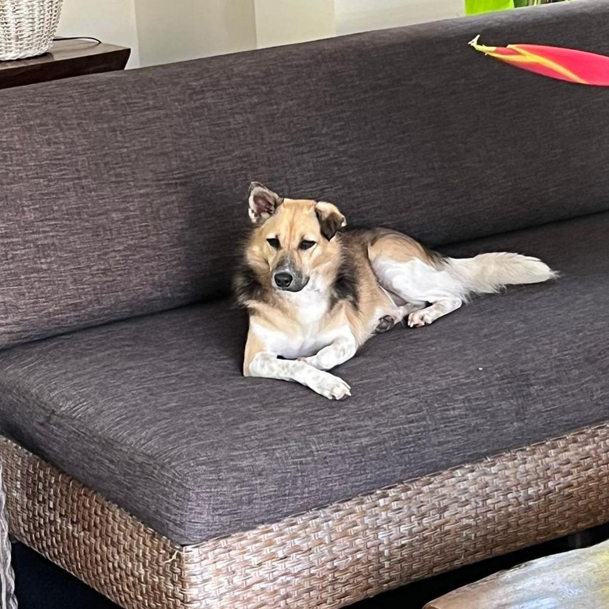 beautiful dog laying on a couch