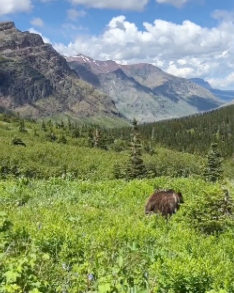 beautiful grizzly bear in the forest