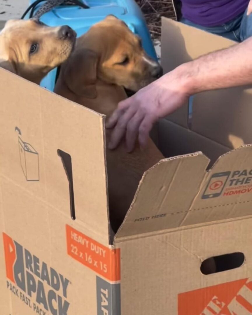 Stressed Mama Dog Found Abandoned In A Parking Lot With A Crate Full Of ...