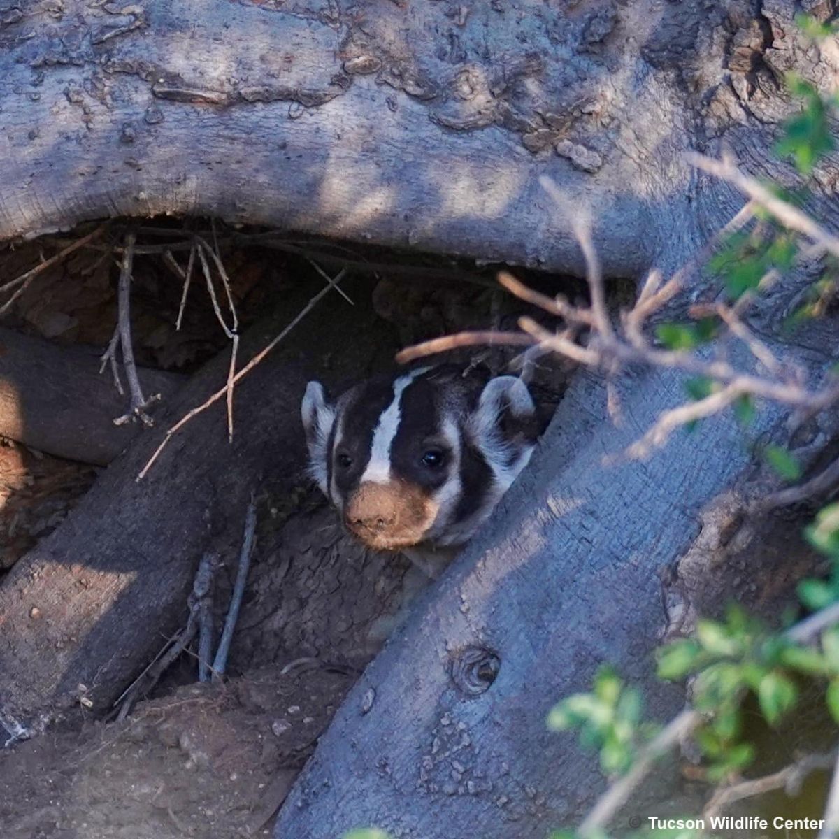 beautiful wild American badger