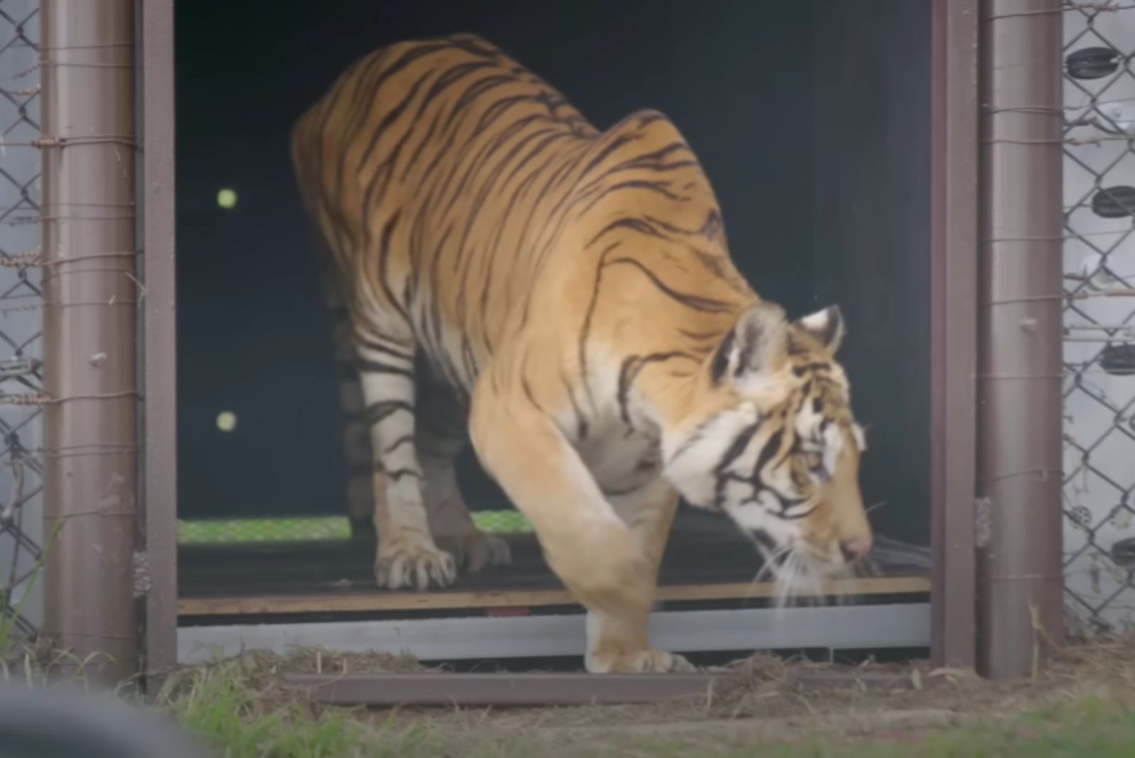 big tiger walking