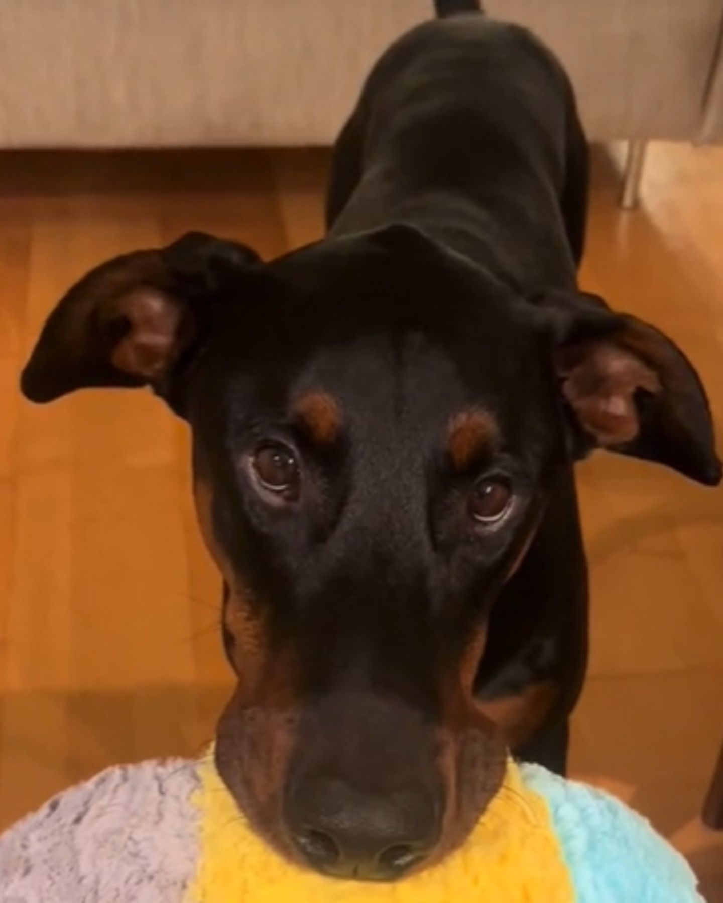 black dog standing on the floor indoors