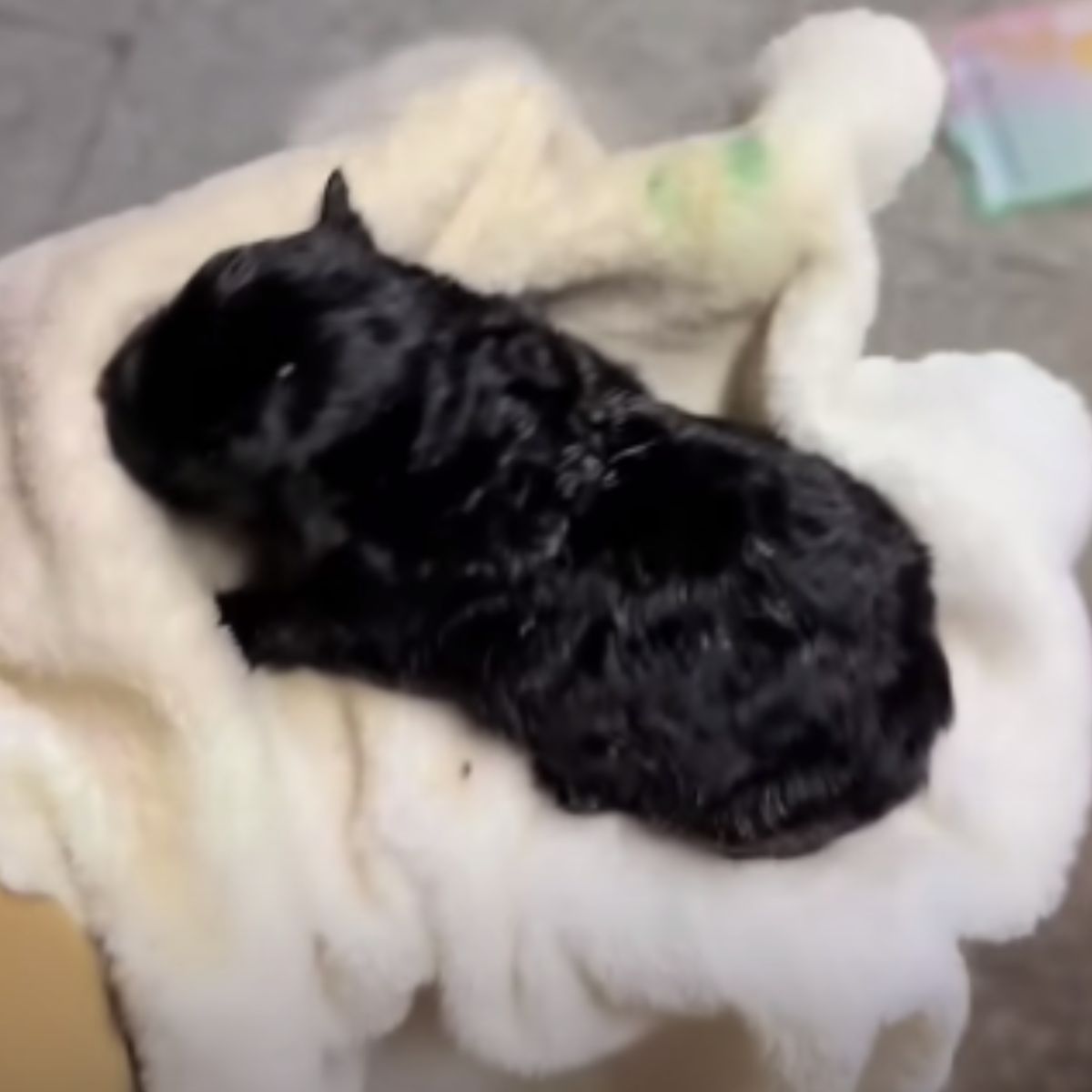 black newborn puppy