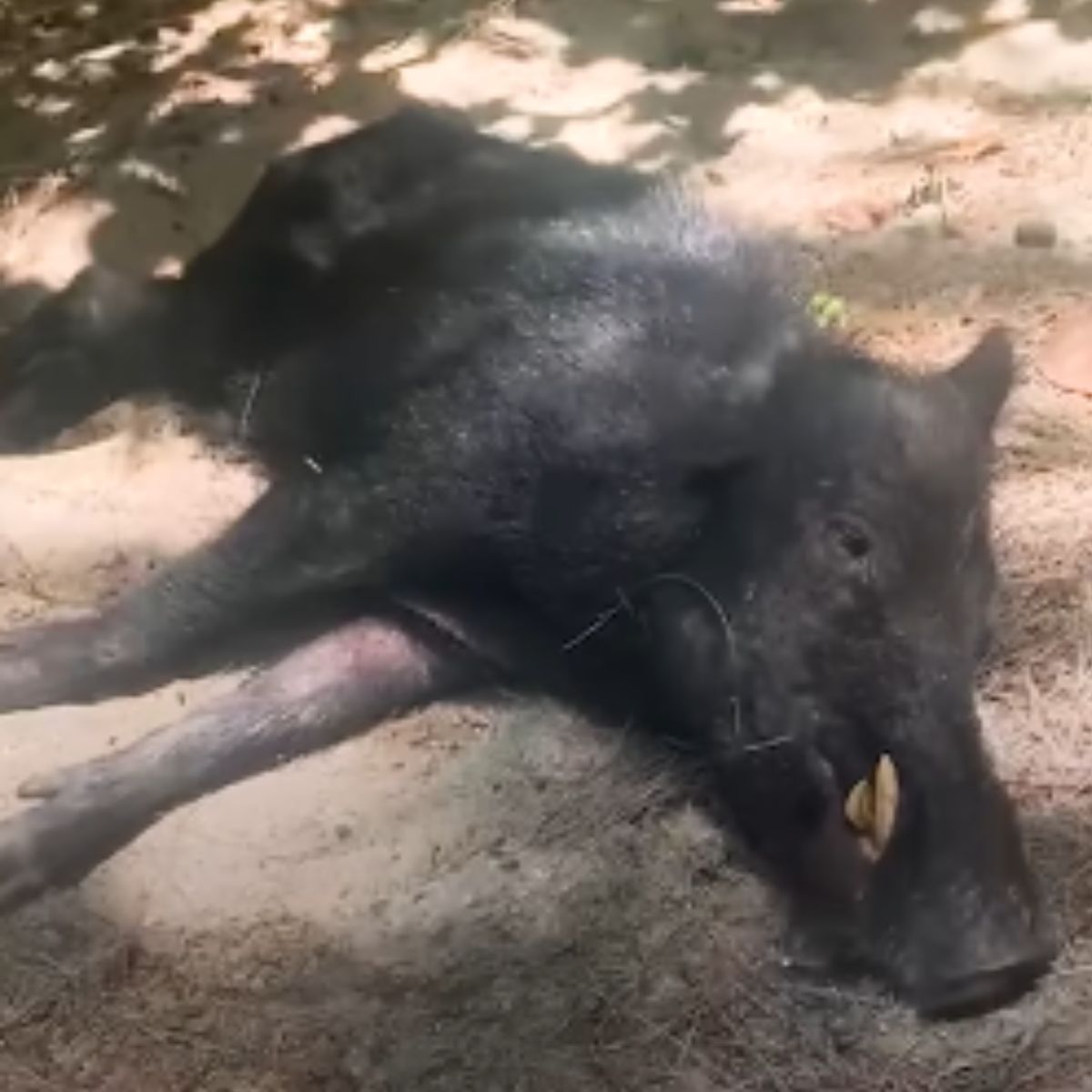 black wild boar