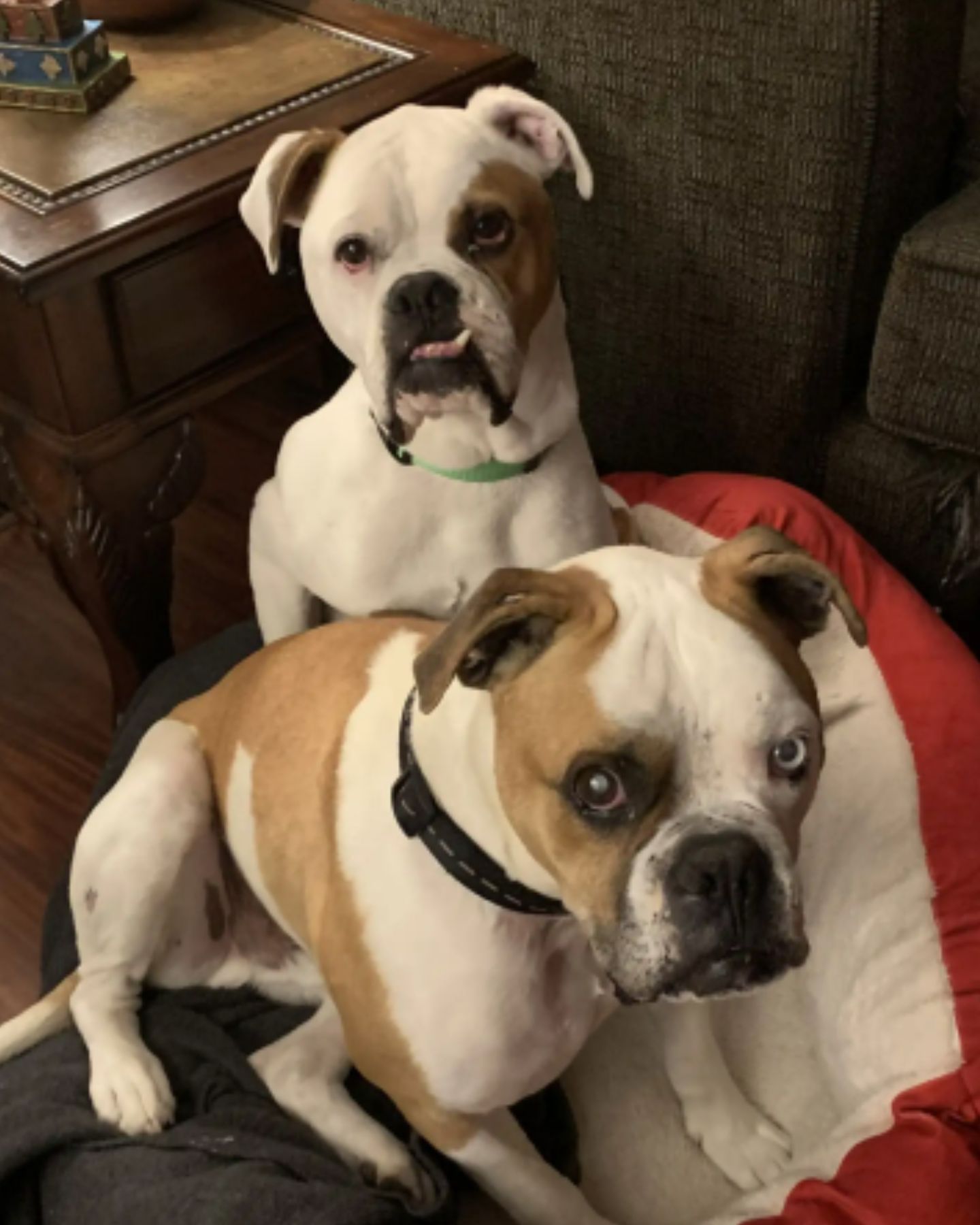 blind dog with his friend