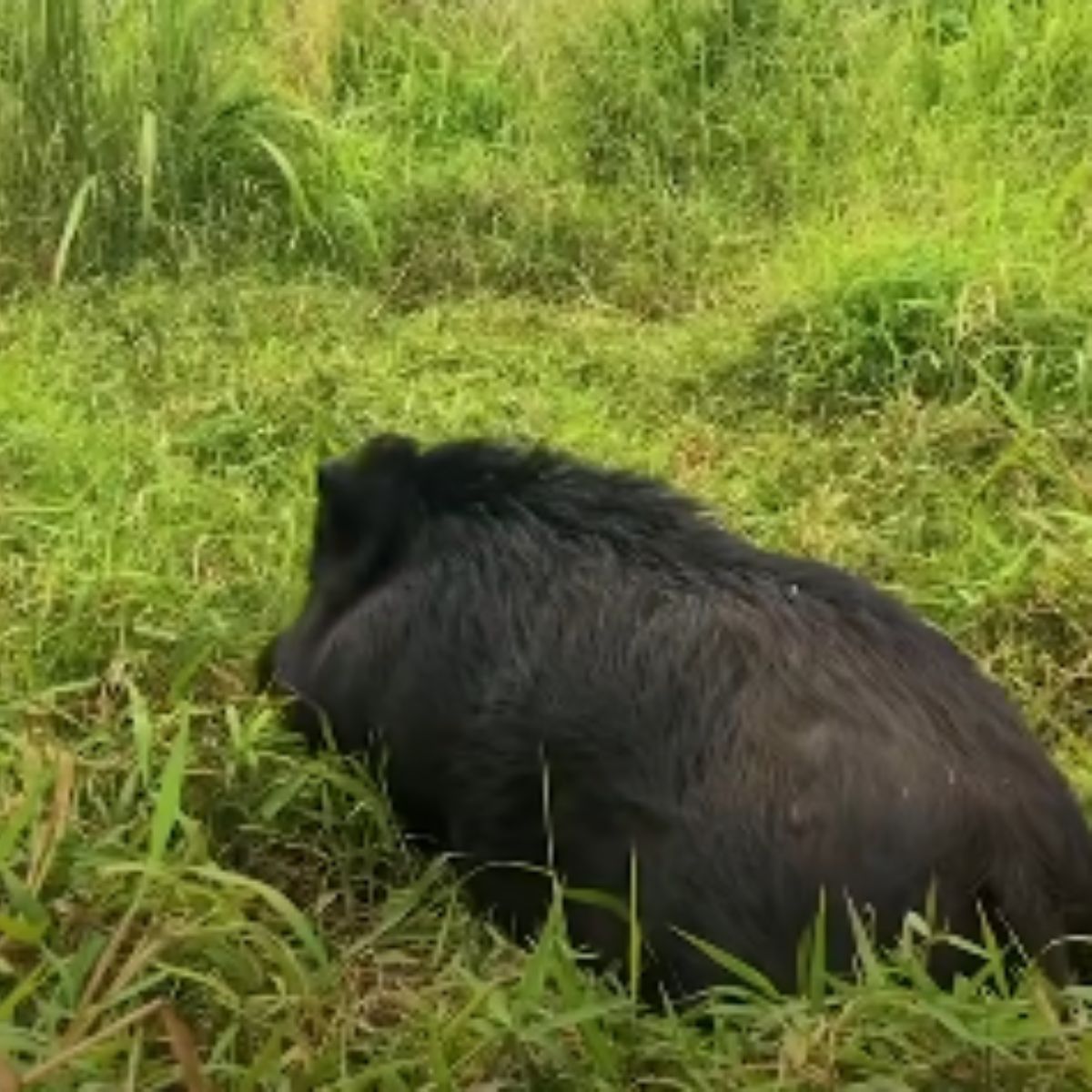 boar laying down