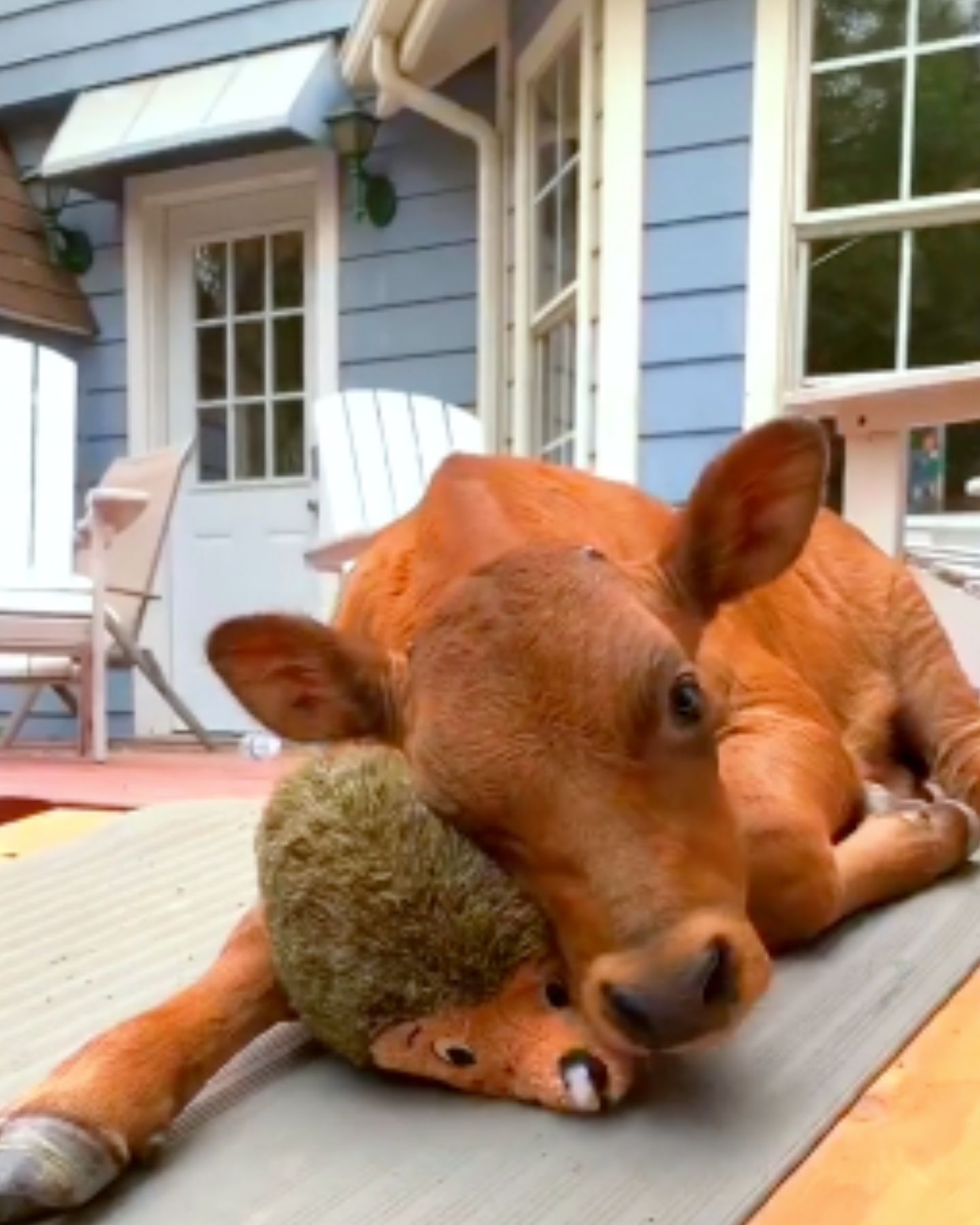 brown cow and toy