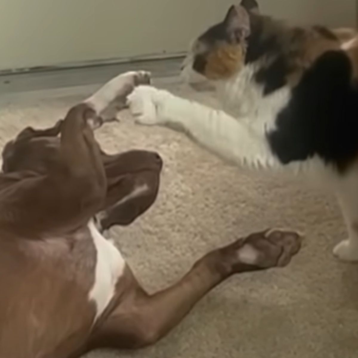 cat and dog friends