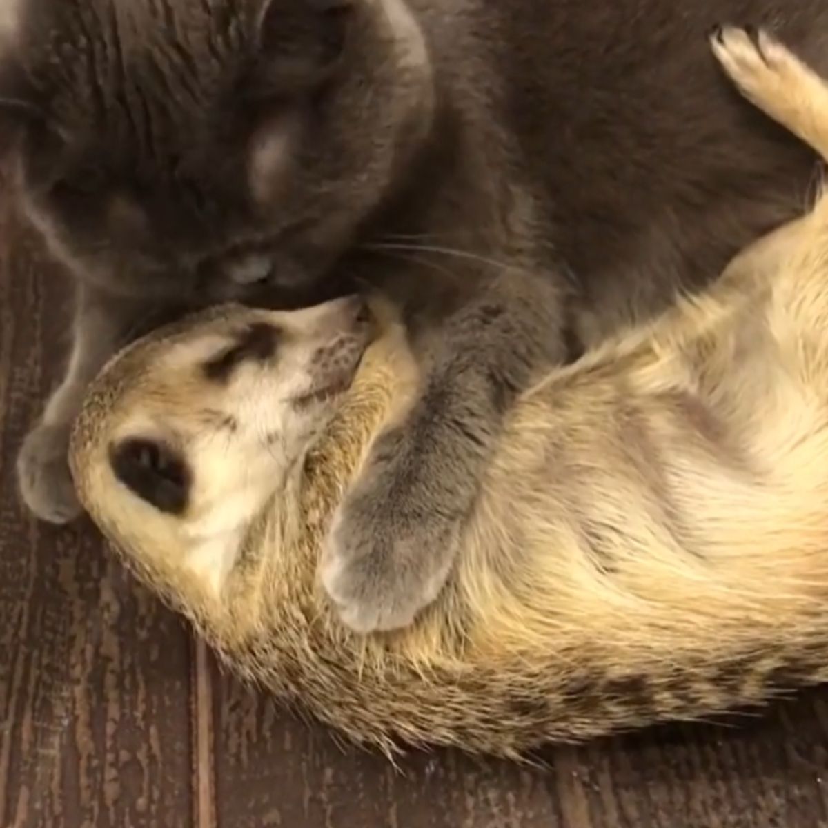 cat cuddling with meerkat