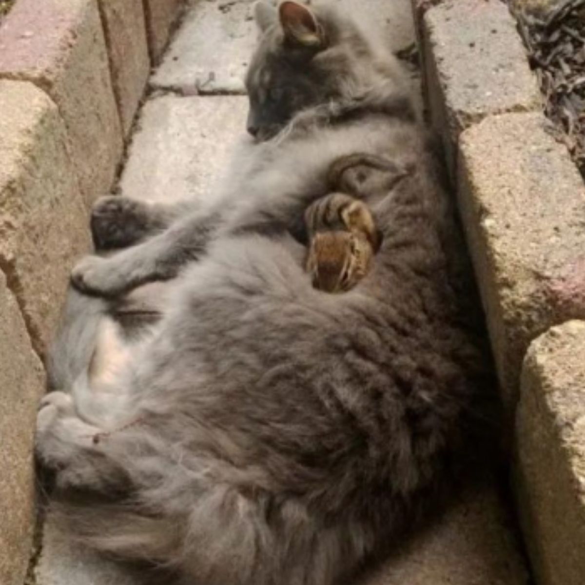 cat cuddling with small squirrel