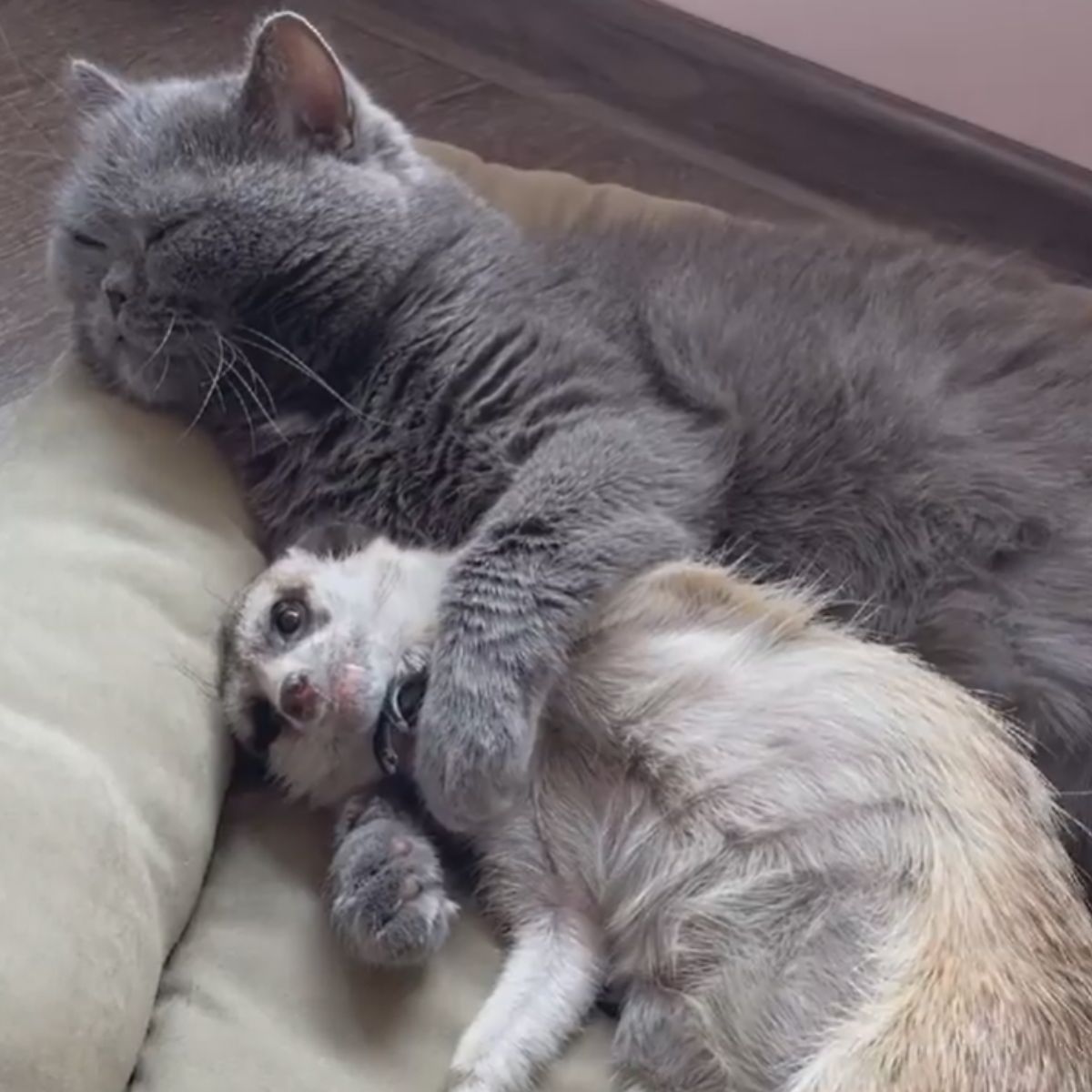 cat hugging meerkat