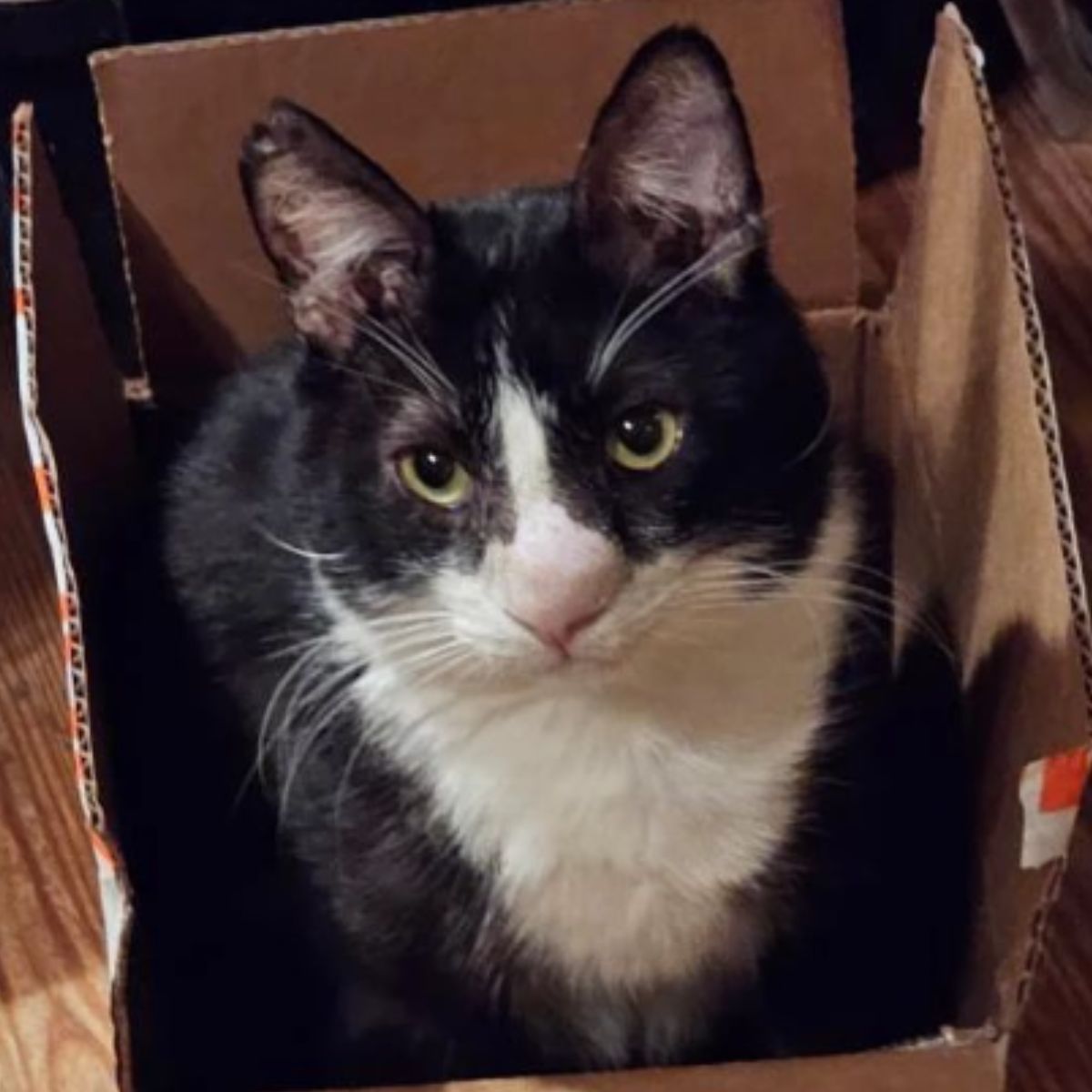 cat in box