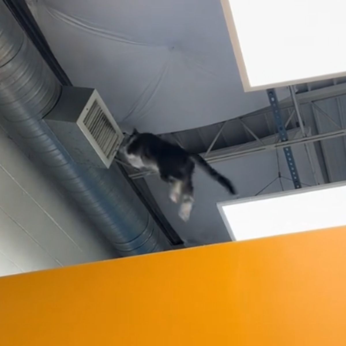 cat jumping on the vent