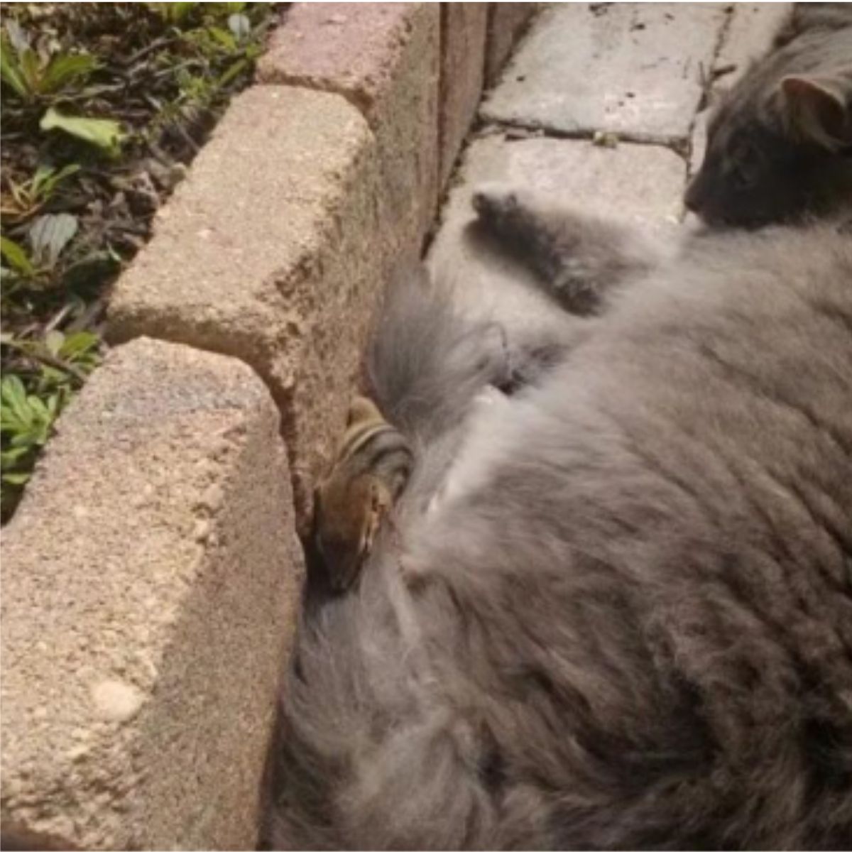 cat laying next to a squirrel